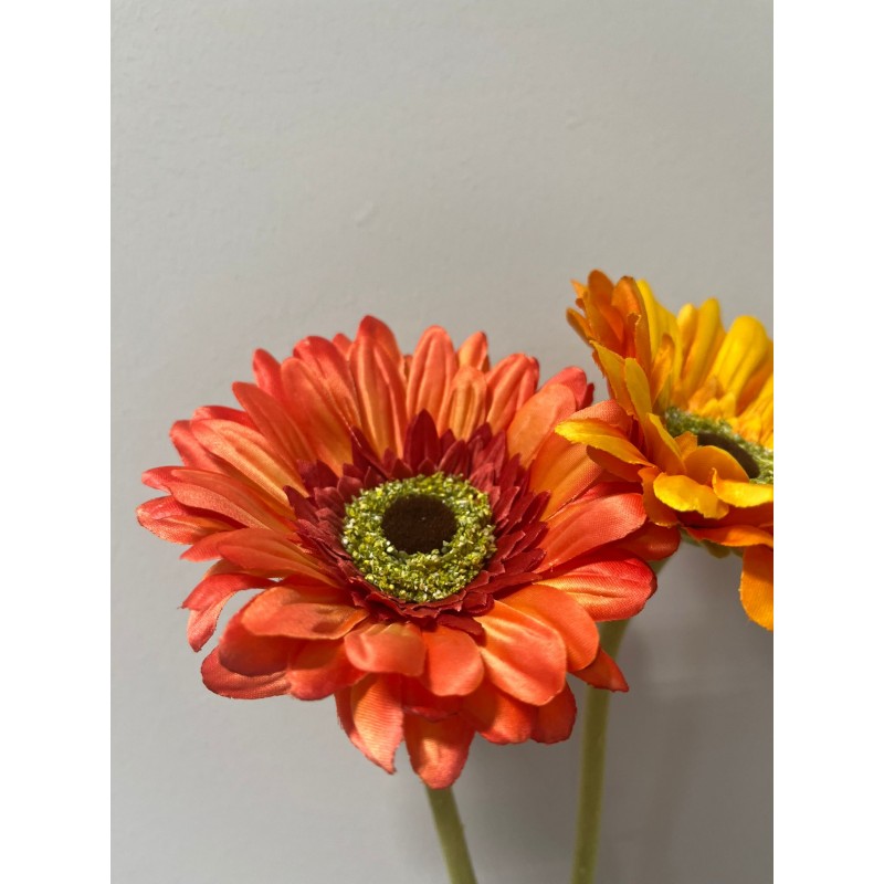 Rex Gerbera H 60 | Enzo De Gasperi